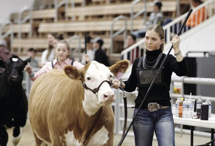 Emily showing her prized cow.